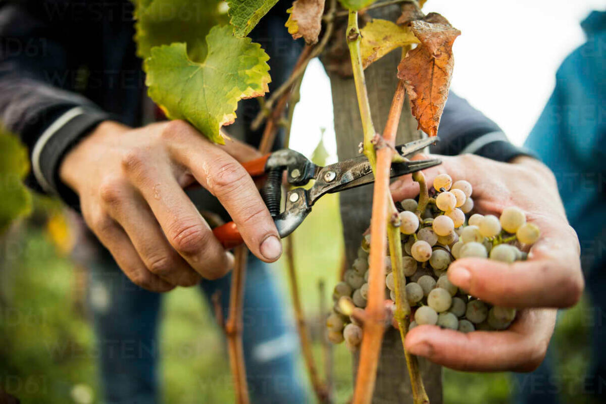 Viticulture & vineyards