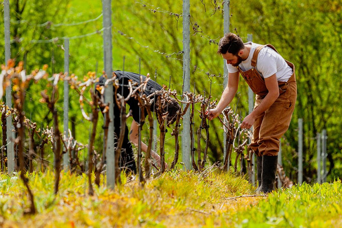 Students in vineyards Credit ChristopherLanawayPhotography plumptoncollege